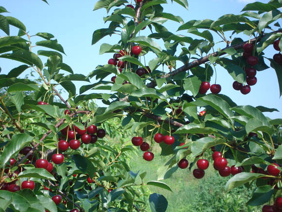 Sour cherries in the summer at my dad's orchard