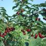 Sour cherries in the summer at my dad's orchard thumbnail