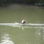 Kayaker on the Duna river thumbnail