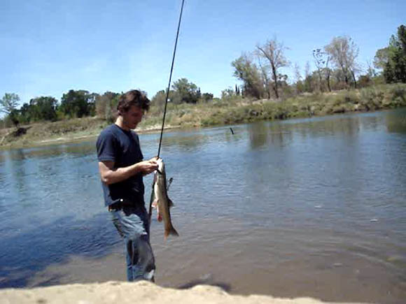 Good size Sacramento pikeminnow from the American River